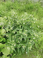 Consoude officinale - Symphytum officinale